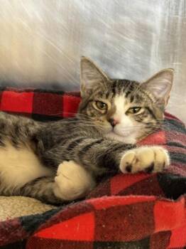 Mei Mei -  Domestic Short Hair Cat for Adoption in Roseville, California - Mei Mei | PetCurious