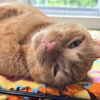 Colby -  Domestic Short Hair Cat for Adoption in North Huntingdon, Pennsylvania - Colby | PetCurious