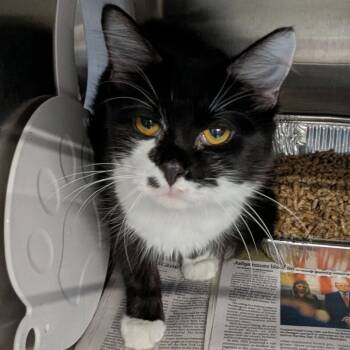 Rescue Domestic Short Hair Cats for Adoption in Huntington, West Virginia - Catmando (2) | PetCurious