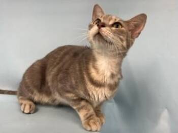 Sarge -  Domestic Short Hair Cat for Adoption in Golden Valley, Minnesota - Sarge | PetCurious