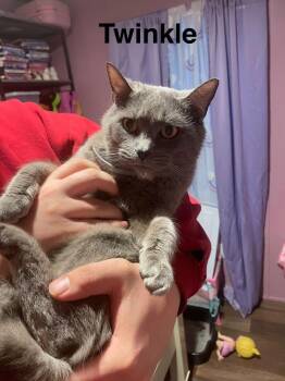 Domestic Short Hair Cats Available for Adoption - Twinkle | PetCurious