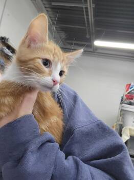Domestic Short Hair Cats Available for Adoption in Cuyahoga Falls, Ohio - Kitten Cabin | PetCurious