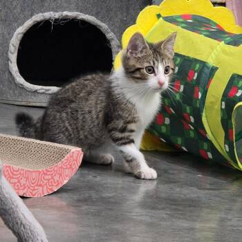 Absolom -  Domestic Short Hair Cat for Adoption in Fairmont, West Virginia - Absolom | PetCurious