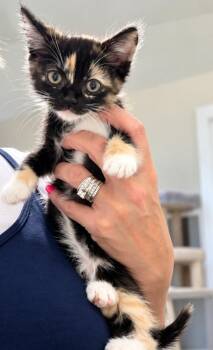 Tira -  Domestic Short Hair and Calico Cat for Adoption in Homer Glen, Illinois - Tira | PetCurious