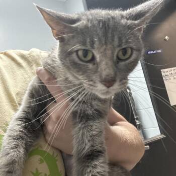 Meredith Grey -  Domestic Short Hair Cat for Adoption in Normal, Illinois - Meredith Grey | PetCurious