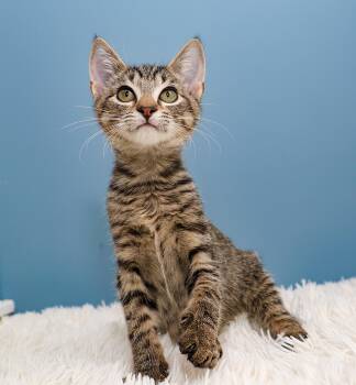 Rain -  Domestic Short Hair Cat for Adoption in Charlotte, North Carolina - Rain | PetCurious