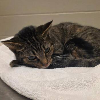 Lil Bit -  Domestic Short Hair Cat for Adoption in Bristol, Indiana - Lil Bit | PetCurious