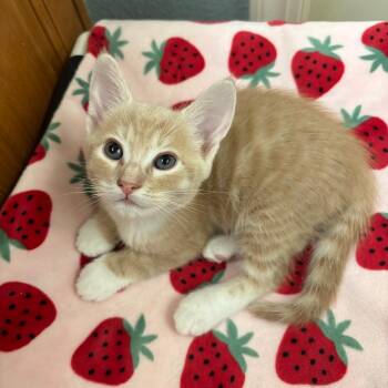 Domestic Short Hair Cats Available for Adoption in Sunnyvale, California - Stevie | PetCurious