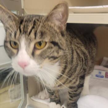Baby -  Domestic Short Hair Cat for Adoption in Wheeling, Illinois - Baby | PetCurious