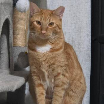 Leo "Ginger" -  Domestic Short Hair Cat for Adoption in Pompano Beach, Florida - Leo "Ginger" | PetCurious