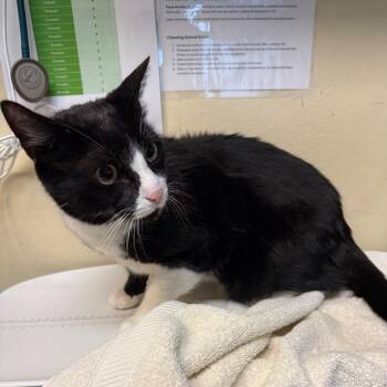 Dipper -  Domestic Short Hair Cat for Adoption in Pasadena, California - Dipper | PetCurious
