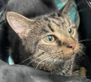Pepper -  Domestic Medium Hair Cat for Adoption - Pepper | PetCurious
