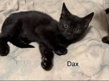 Domestic Short Hair Cats Available for Adoption in Safety Harbor, Florida - Dax | PetCurious