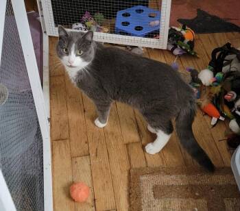 Domestic Short Hair Cats Available for Adoption in Holbrook, New York - DEREK | PetCurious