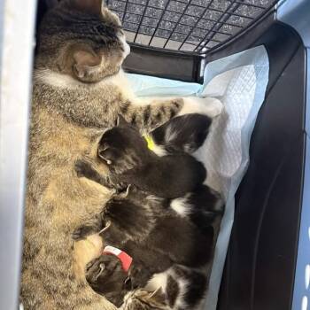 Phoenix -  Domestic Short Hair Cat for Adoption in Medina, Ohio - Phoenix | PetCurious
