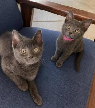 Astral & Ororo -  Russian Blue Cat for Adoption in Liverpool, Texas - Astral & Ororo | PetCurious