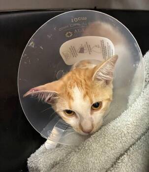 A275261 -  Domestic Short Hair Cat for Adoption in Chula Vista, California - A275261 | PetCurious