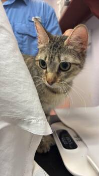 London -  Domestic Short Hair Cat for Adoption in New Braunfels, Texas - London | PetCurious
