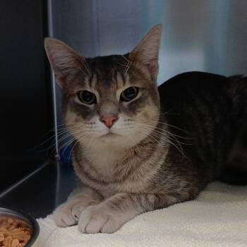 Rescue Domestic Short Hair Cats for Adoption - Danny Boy | PetCurious