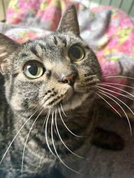 Domestic Short Hair Cats Available for Adoption in St. Peters, Missouri - Ari | PetCurious