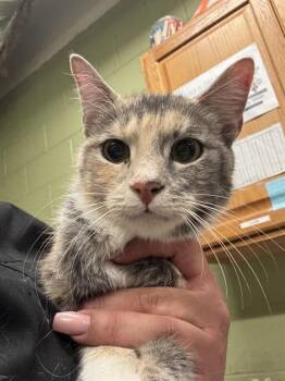 Domestic Short Hair Cats Available for Adoption in Indianapolis, Indiana - LALA | PetCurious