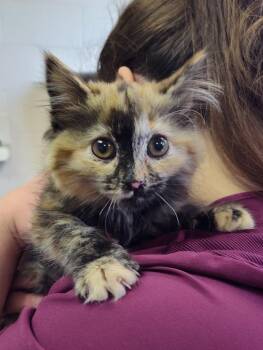 Domestic Long Hair Cats Available for Adoption in Grand Forks, North Dakota - Pepsi | PetCurious
