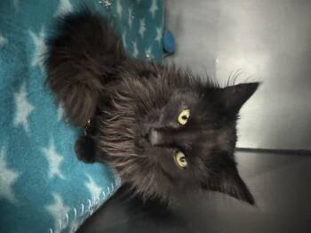 Rescue Domestic Long Hair Cats for Adoption in Marshall, North Carolina - Jimmy | PetCurious