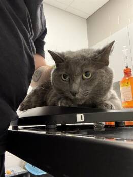Domestic Short Hair Cats Available for Adoption in Indianapolis, Indiana - CINDER | PetCurious