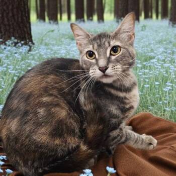 STORMY -  Domestic Short Hair Cat for Adoption - STORMY | PetCurious