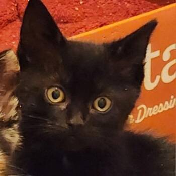 Raven Rose -  Domestic Short Hair Cat for Adoption in Westminster, California - Raven Rose | PetCurious
