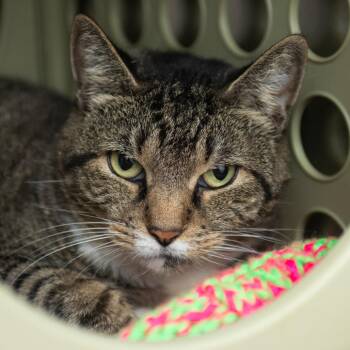 Cherub -  Domestic Short Hair Cat for Adoption in Middletown, Rhode Island - Cherub | PetCurious