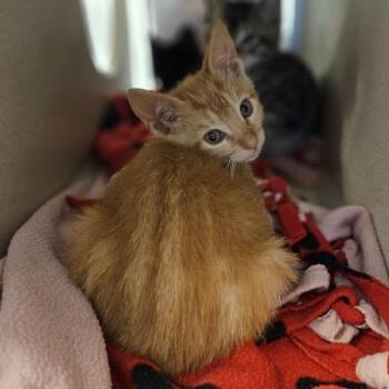 Gaddey -  Domestic Short Hair Cat for Adoption in Oakland, California - Gaddey | PetCurious