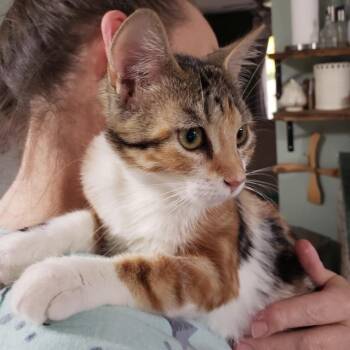 Summer (bonded with Spring) -  Domestic Short Hair Cat for Adoption in Pickering, Ontario - Summer (bonded With Spring) | PetCurious