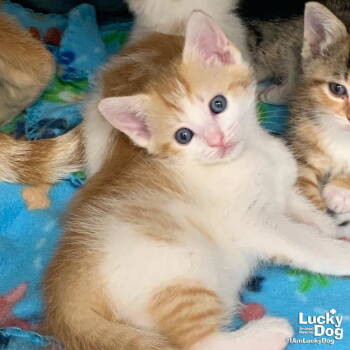 Rescue Domestic Short Hair and Tabby Cats for Adoption in Washington, District Of Columbia - Bonny | PetCurious