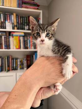 NOIR -  Domestic Short Hair Cat for Adoption in Sanford, North Carolina - NOIR | PetCurious