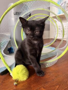 Domestic Short Hair Cats Available for Adoption in Scranton, Pennsylvania - Raven | PetCurious