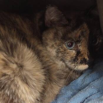 Domestic Short Hair Cats Available for Adoption in Bullhead City, Arizona - Cat 04/12/2026 | PetCurious