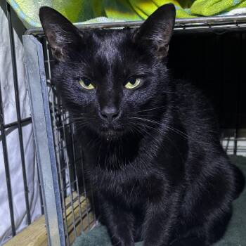 Domestic Short Hair Cats Available for Adoption - CLAWDIA | PetCurious