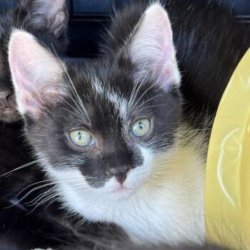 Little Boy Bingo -  Domestic Short Hair Cat for Adoption in Emeryville, California - Little Boy Bingo | PetCurious