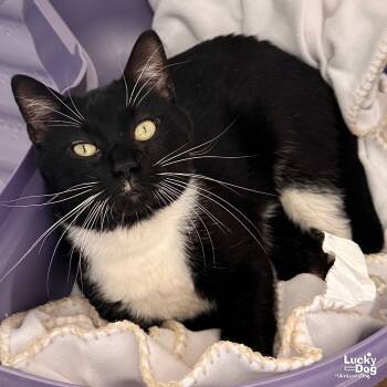 Rescue Domestic Short Hair Cats for Adoption in Washington, District Of Columbia - Sneak | PetCurious