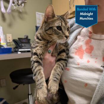 Tiger Balm -  Domestic Short Hair Cat for Adoption in Baltimore, Maryland - Tiger Balm | PetCurious