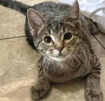 Little Rickie -  Domestic Short Hair Cat for Adoption in Covington, Louisiana - Little Rickie | PetCurious
