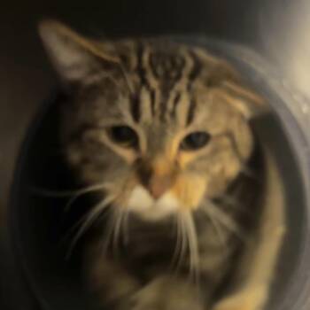 Beverly -  Domestic Short Hair Cat for Adoption in Chicago, Illinois - Beverly | PetCurious