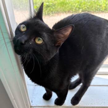 Canary -  Domestic Short Hair Cat for Adoption in West Des Moines, Iowa - Canary | PetCurious