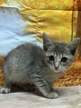 Rescue Domestic Short Hair Cats for Adoption in San Antonio, Texas - Georgia | PetCurious