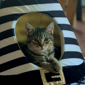 Rescue Domestic Medium Hair Cats for Adoption in Sonora, California - Embers | PetCurious