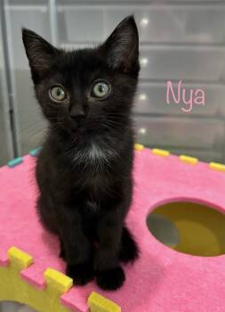 Bombay and Domestic Short Hair Cats Available for Adoption in Dixon, California - Nya | PetCurious