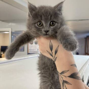 Malone -  Domestic Medium Hair Cat Available for Adoption in Madison, Wisconsin - Malone | PetCurious