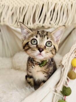 Ziggee -  Domestic Short Hair Cat for Adoption in Fort Worth, Texas - Ziggee | PetCurious