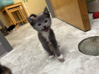 Rescue Domestic Short Hair Cats for Adoption in Harrisonville, Missouri - Dusty | PetCurious